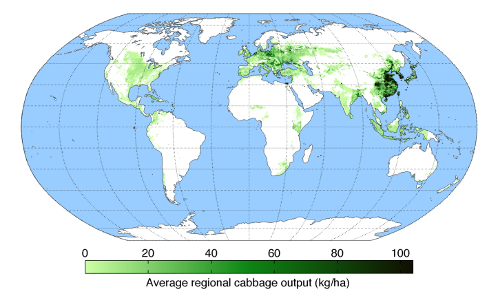 average-regional-output-cabbage